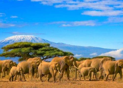 AMBOSELI PARK ADVENTURE- KENYA