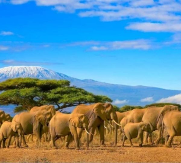 AMBOSELI PARK ADVENTURE- KENYA