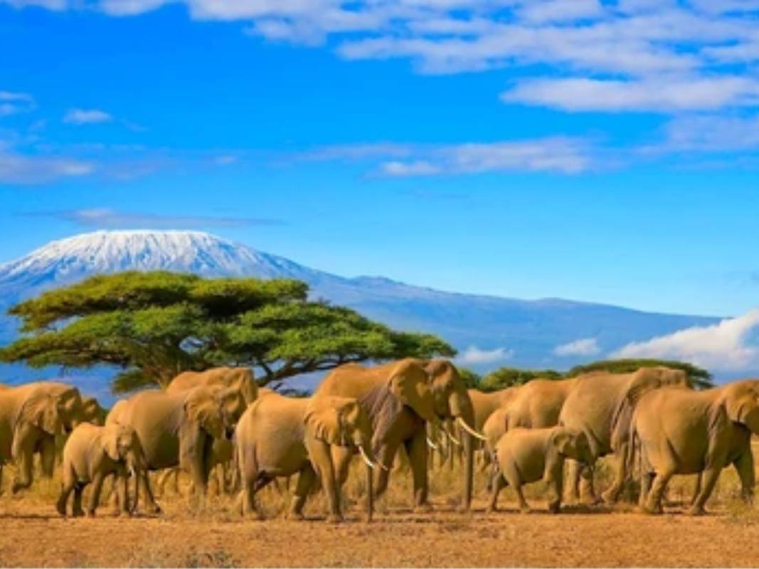 Kilimanjaro Wildlife Safari