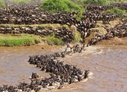 MAASAI MARA MIGRATION SPECTACLE- KENYA