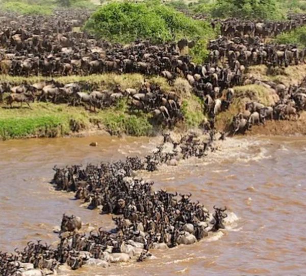 MAASAI MARA MIGRATION SPECTACLE- KENYA