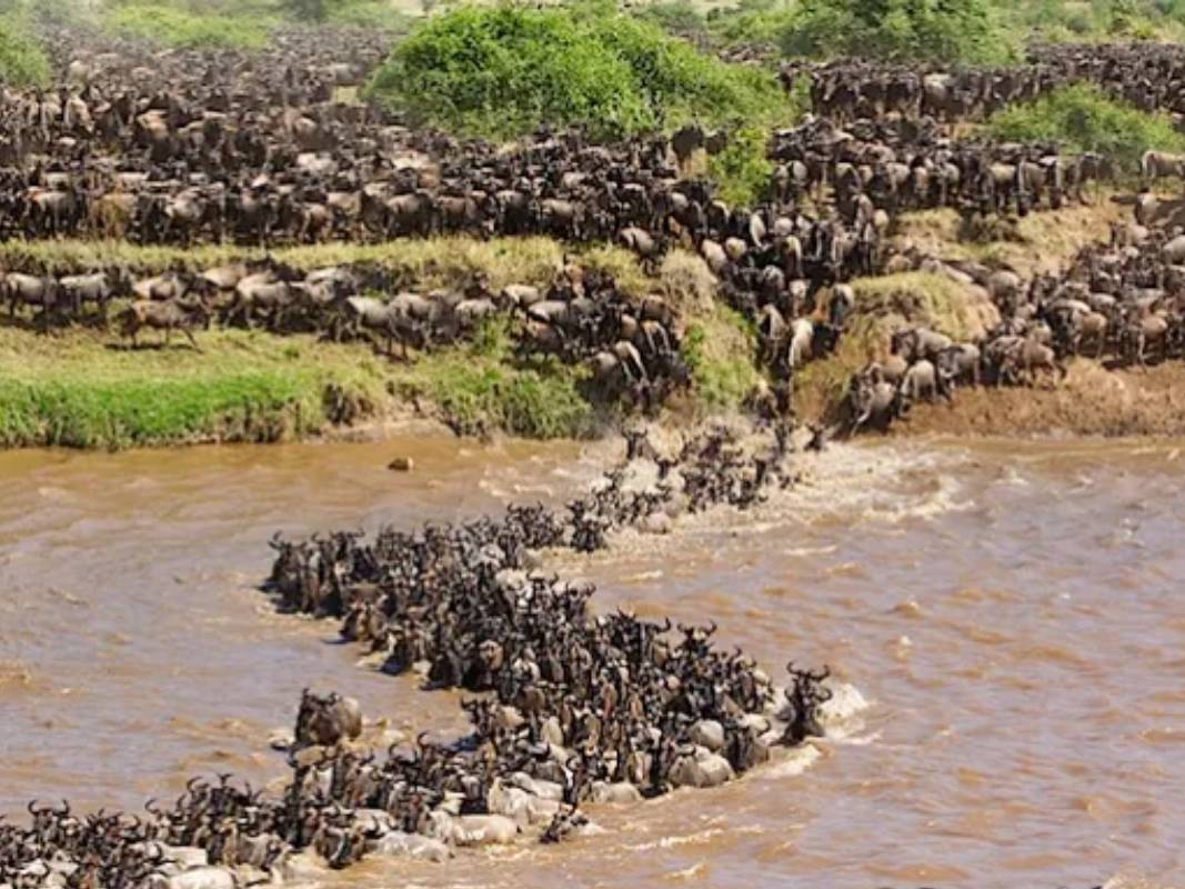 Honeymoon Kenya Safari